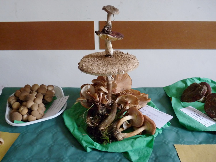 Mostra micologica con partecipazione di NM